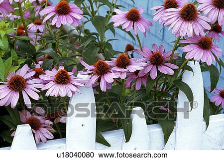 Flowers behind a fence View Large Photo Image Stock Image - Flowers behind a fence. Fotosearch
