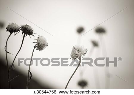 Flowers gone to seed View Large Photo Image Stock Photograph - Flowers gone to seed. Fotosearch
