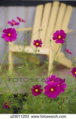 Flowers in a backyard View Large Photo Image Stock Image - Flowers in a backyard. Fotosearch