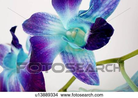 Flowers on white background View Large Photo Image Picture - Flowers on white background. Fotosearch