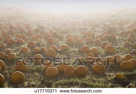 Foggy pumpkin patch View Large Photo Image Stock Image - Foggy pumpkin patch. Fotosearch