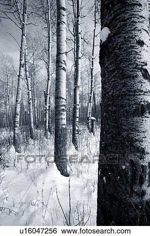 Forest in the winter View Large Photo Image Stock Photograph - Forest in the winter. Fotosearch