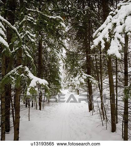 Stock Photography - Forest pathway. Fotosearch