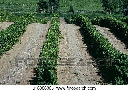 Grape vines View Large Photo Image Stock Photography - Grape vines . Fotosearch
