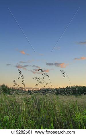 Grasses against evening sky View Large Photo Image Stock Image - Grasses against evening sky . Fotosearch