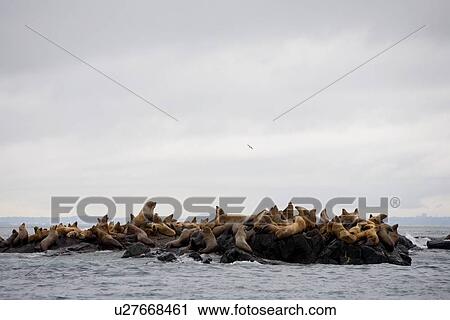 Stock Image - Group of sea lions. Fotosearch