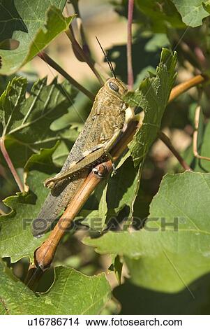 Picture - Locust perched on a branch in Spain. Fotosearch