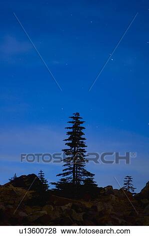 Lone pine tree silhouette with starry sky View Large Photo Image Stock Photo - Lone pine tree silhouette with starry sky . Fotosearch