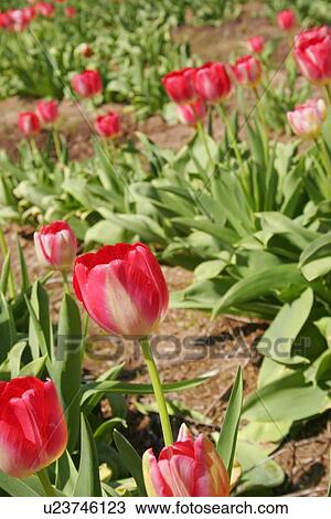 Many tulips View Large Photo Image Stock Image - Many tulips. Fotosearch