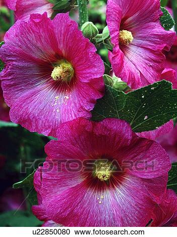 Morning glory View Large Photo Image Stock Image - Morning glory . Fotosearch