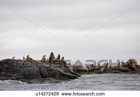 Numerous sea lions on coastal water View Large Photo Image Stock Photo - Numerous sea lions on coastal water. Fotosearch