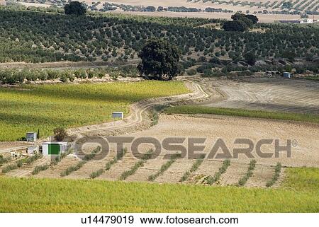 Stock Photo - Olive farm in Andalucia, Spain. Fotosearch