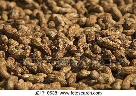 Stock Photo - Peanuts. Fotosearch