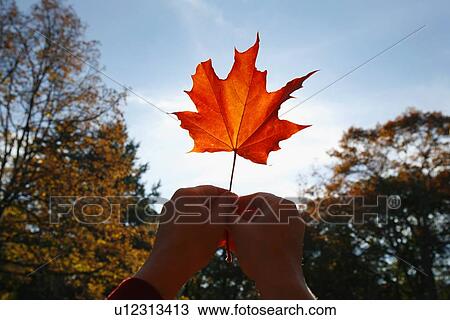 Person holding a maple leaf View Large Photo Image Stock Image - Person holding a maple leaf. Fotosearch
