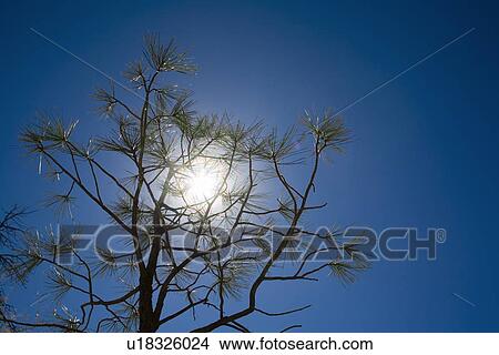Picture - Pine tree branches with sun light . Fotosearch