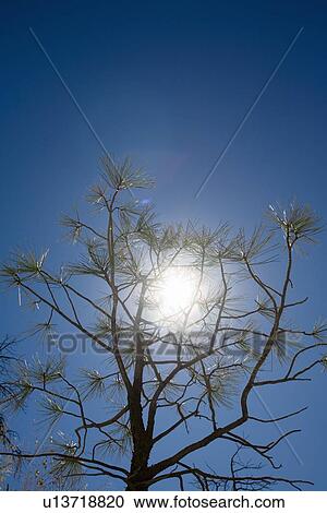 Stock Image - Pine tree. Fotosearch