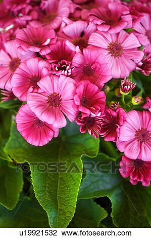 Pink flowers View Large Photo Image Stock Image - Pink flowers. Fotosearch