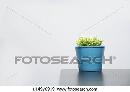 Stock Photo - Plant in a blue pot. Fotosearch