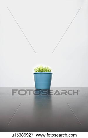 Plant in a blue pot View Large Photo Image Stock Photo - Plant in a blue pot. Fotosearch