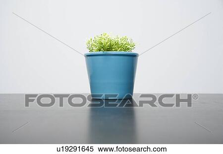 Plant in a blue pot View Large Photo Image Stock Photography - Plant in a blue pot. Fotosearch