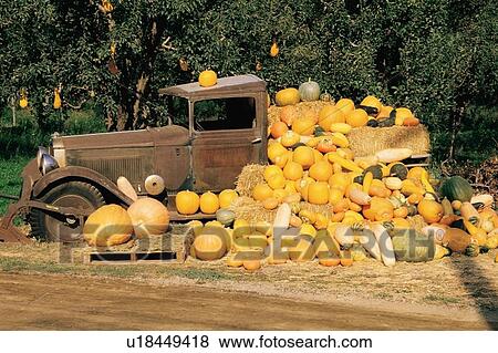 Stock Photo - Pumpkin, gourd and squash harvest display. Fotosearch