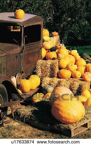 Picture - Pumpkin harvest. Fotosearch