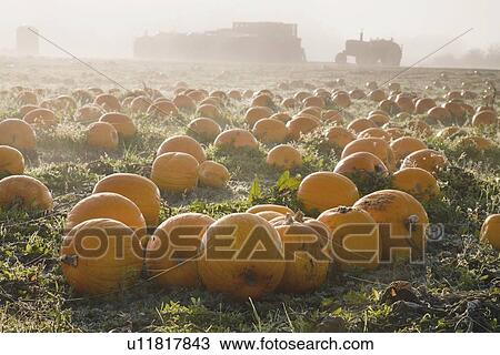 Stock Image - Pumpkin patch. Fotosearch