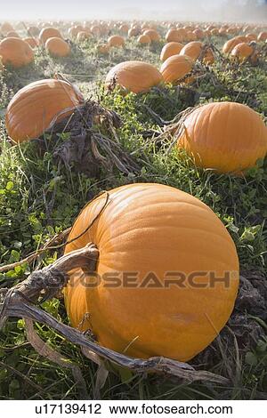 Pumpkin patch View Large Photo Image Stock Image - Pumpkin patch. Fotosearch