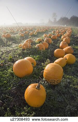 Pumpkin patch View Large Photo Image Stock Image - Pumpkin patch. Fotosearch
