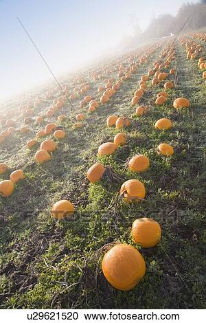 Stock Image - Pumpkin patch. Fotosearch