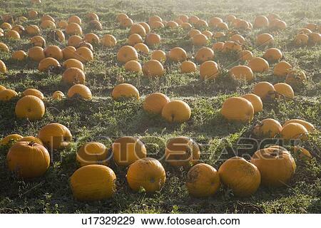 Pumpkin patch View Large Photo Image Stock Photo - Pumpkin patch. Fotosearch