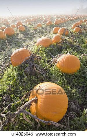 Pumpkin patch View Large Photo Image Stock Photography - Pumpkin patch. Fotosearch