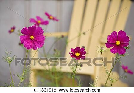 Purple flowers View Large Photo Image Stock Photography - Purple flowers. Fotosearch