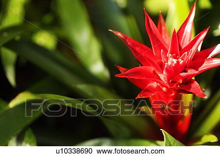 Red flower in bloom View Large Photo Image Stock Image - Red flower in bloom. Fotosearch