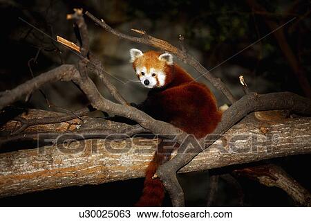 Red Panda View Large Photo Image Stock Image - Red Panda. Fotosearch