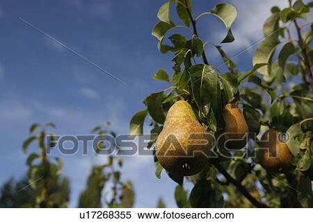 Ripening pears on a pear tree View Large Photo Image Stock Photography - Ripening pears on a pear tree. Fotosearch