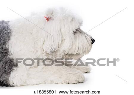 Stock Image - Sheepdog on white background . Fotosearch