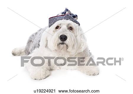 Stock Image - Sheepdog on white background . Fotosearch