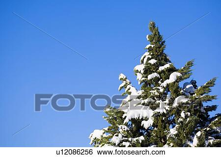 Stock Photograph - Snow-covered evergreen. Fotosearch