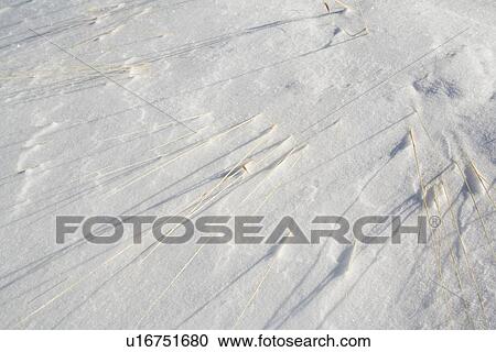 Snow-covered grass View Large Photo Image Stock Image - Snow-covered grass. Fotosearch