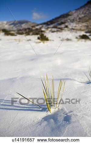 Stock Photo - Soaptree yucca covered by snow. Fotosearch