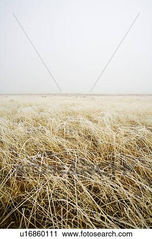 Stock Image - Tall grass in a field. Fotosearch
