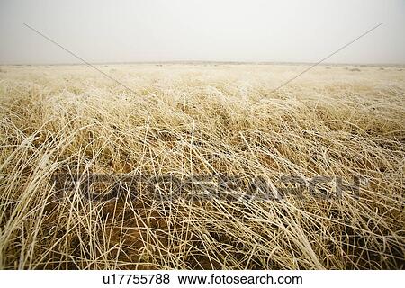 Stock Photo - Tall grass in a field. Fotosearch