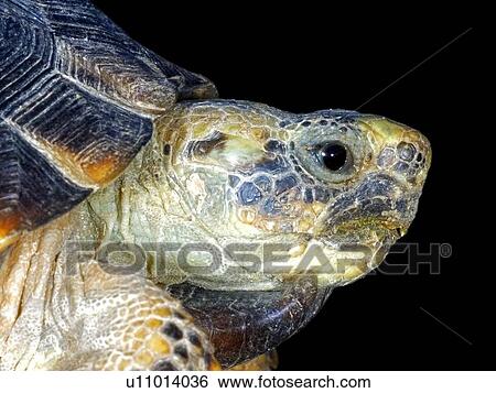 Texas tortoise View Large Photo Image Stock Photograph - Texas tortoise. Fotosearch