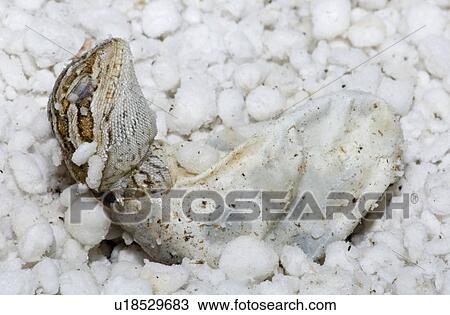Stock Image - The birth of a reptile. Fotosearch