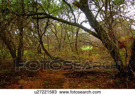 The regrowth of Texas scrubland after a fire View Large Photo Image Stock Image - The regrowth of Texas scrubland after a fire . Fotosearch