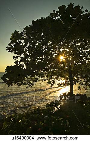 Picture - The sun shining through a large tree and down upon water. Fotosearch
