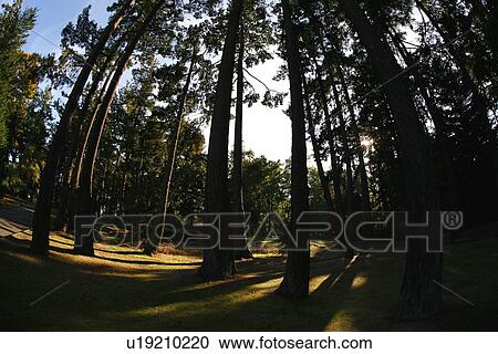 Stock Image - Towering cedar trees in Beacon Hill Park. Fotosearch