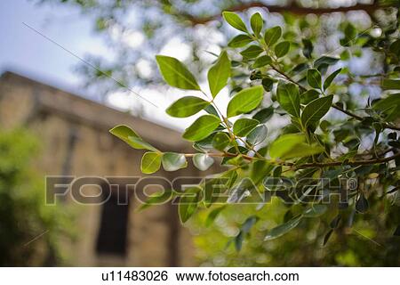 Stock Photograph - Tree branches in front of a building. Fotosearch