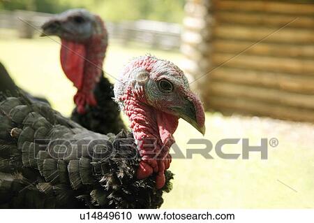 Stock Image - Two turkeys. Fotosearch